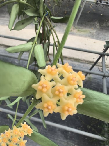琴叶球兰 Hoya pandurata