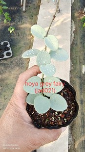 jad021 hoya fairy JadeiteGarden自主选育 gray 灰精灵球兰