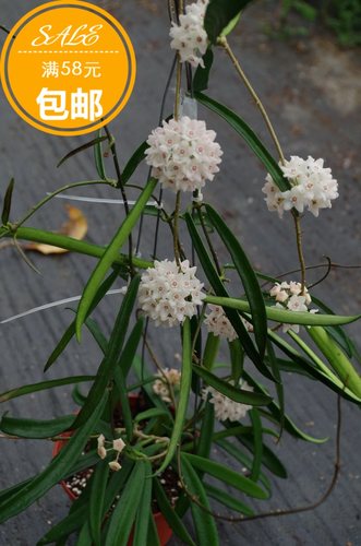 舍菲尔德球兰小苗耐寒耐热清香（Hoya shepherdii）（耐寒5颗星）