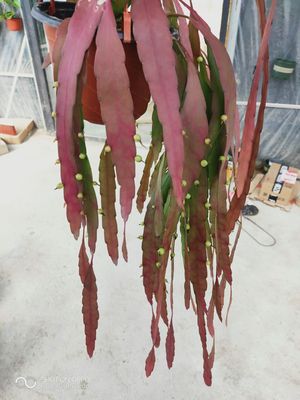 丝苇家庭园艺春季红叶