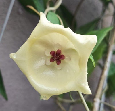 沃里克球兰（hoya wallichii）