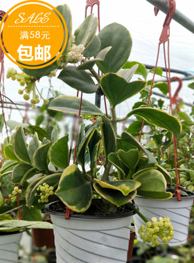 黄金粗蔓球兰Hoya pachyclada variegata