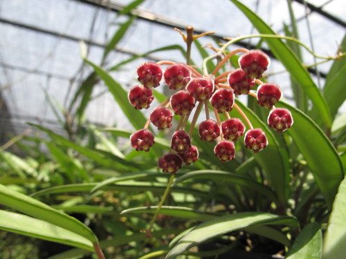 肯特球兰 （冰糖球兰）（Hoya kentiana ）