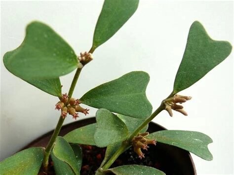 澜沧小苗hoya球兰