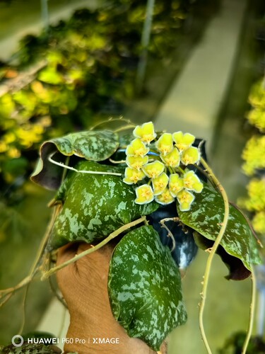 菁萃园艺经典品种龟壳黄花球兰