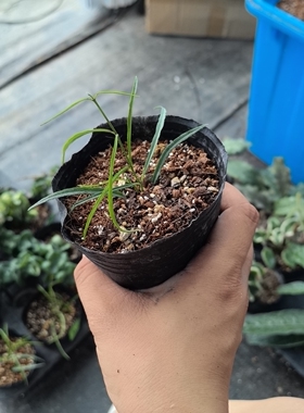 纤叶球兰stenophylla