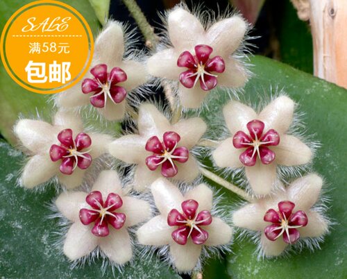 青铜器红花球兰（Hoya caudata ssp. red）（苏门答腊）