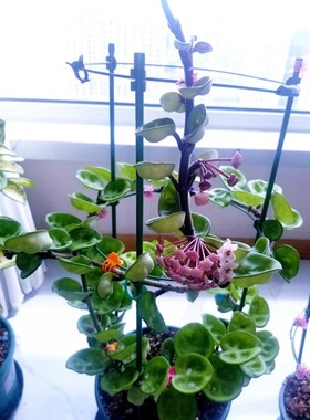 菁萃园艺自主选育多倍体 克林顿球兰Hoya carnosa clinton