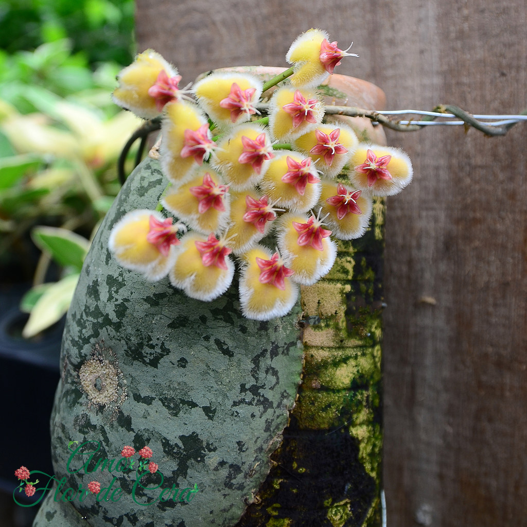 菁萃龟壳maximaredcorona球兰