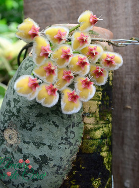 菁萃园艺耐热精品红花龟壳球兰Hoya imbricate maxima red corona