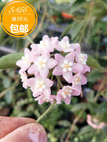 西藏粉花球兰室内垂吊耐阴耐热