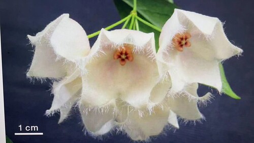 hoya paradisea 帕瑞迪斯（hoya IM04）