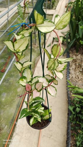 菁萃园艺球兰春夏开花