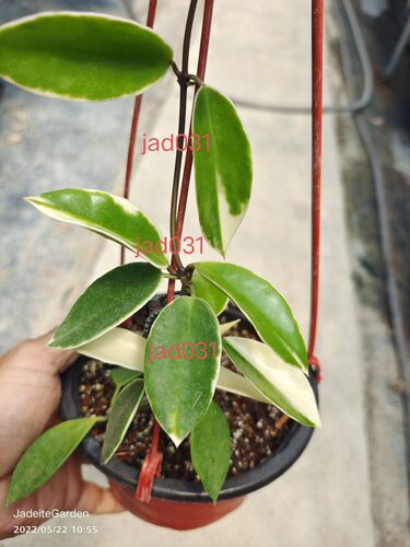 菁萃园艺自育品种jadeitegarden