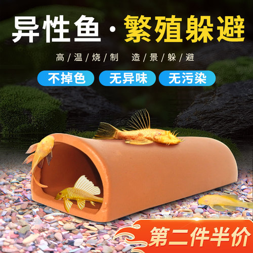 黄金胡子繁殖罐大帆产卵陶罐