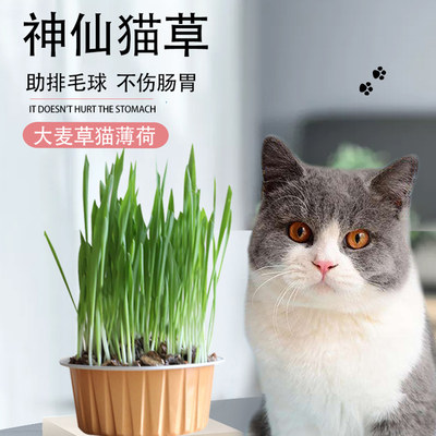 对味蛭石种植猫草 猫草套装 天然吐毛球猫零食懒人神仙猫草