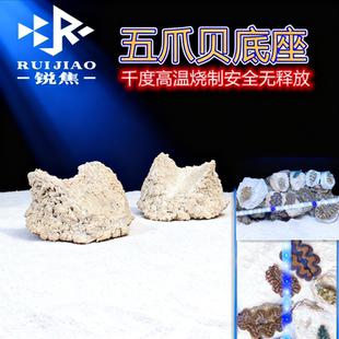 砗磲五爪贝基座贝壳底座海缸珊瑚海水鱼缸陶瓷圆方形纽扣繁殖造景