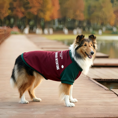 狗狗衣服中大型犬春秋纯棉宠物衣服撞色潮流T恤边牧金毛拉布拉多