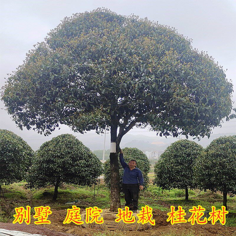地栽树苗庭院花卉植物盆景丹桂
