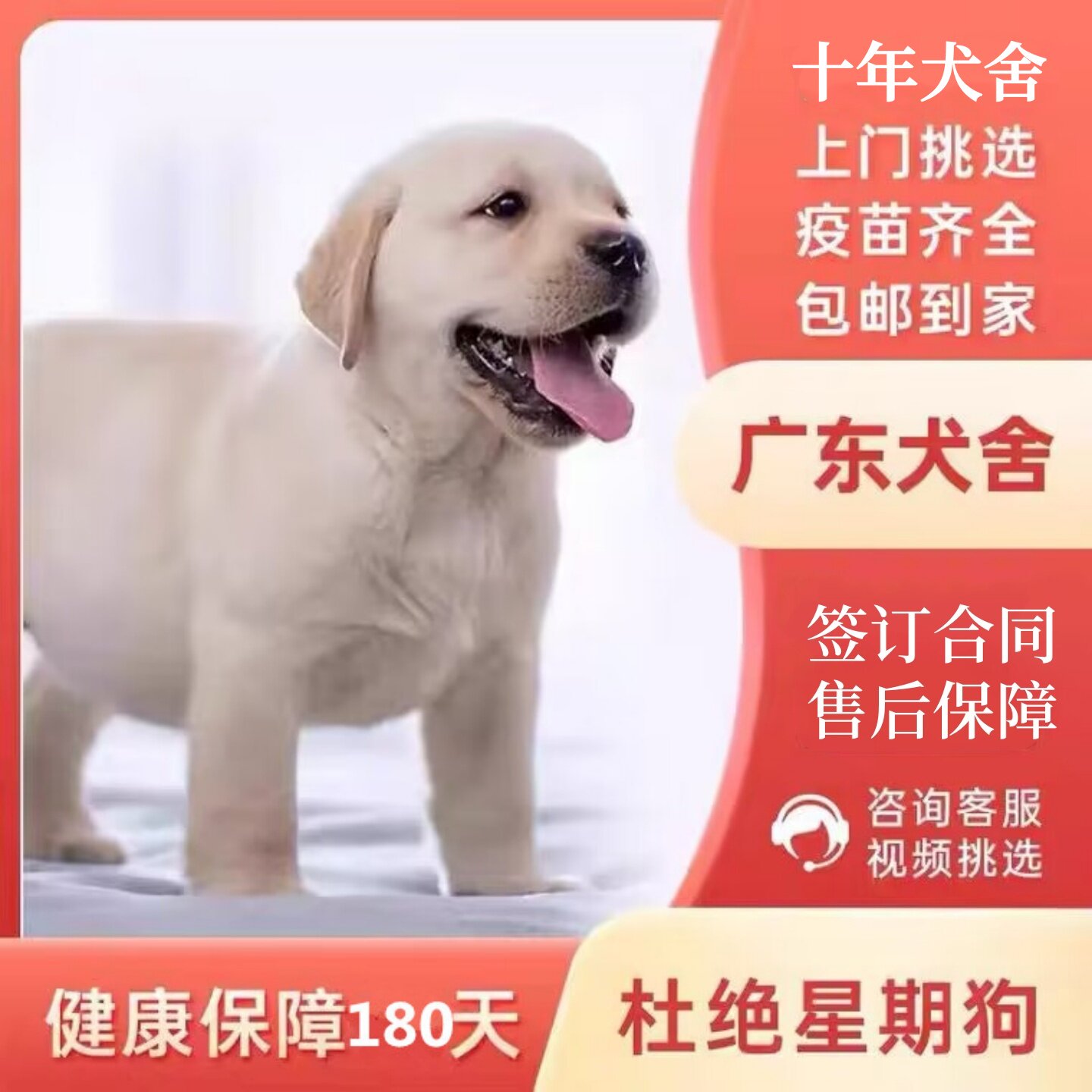 【中山犬舍】拉布拉多幼犬小中大型宠物活体狗狗家养神犬小七狗狗