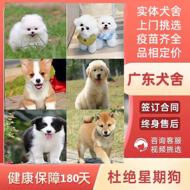 广州佛山犬舍纯种边牧比熊泰迪博美雪纳瑞金毛柴犬萨摩耶柯基幼犬