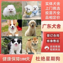 广州佛山犬舍纯种边牧比熊泰迪博美雪纳瑞金毛柴犬萨摩耶柯基幼犬