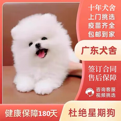 【广州佛山犬舍】茶杯犬博美俊介犬纯种宠物狗活体狗小型犬幼犬