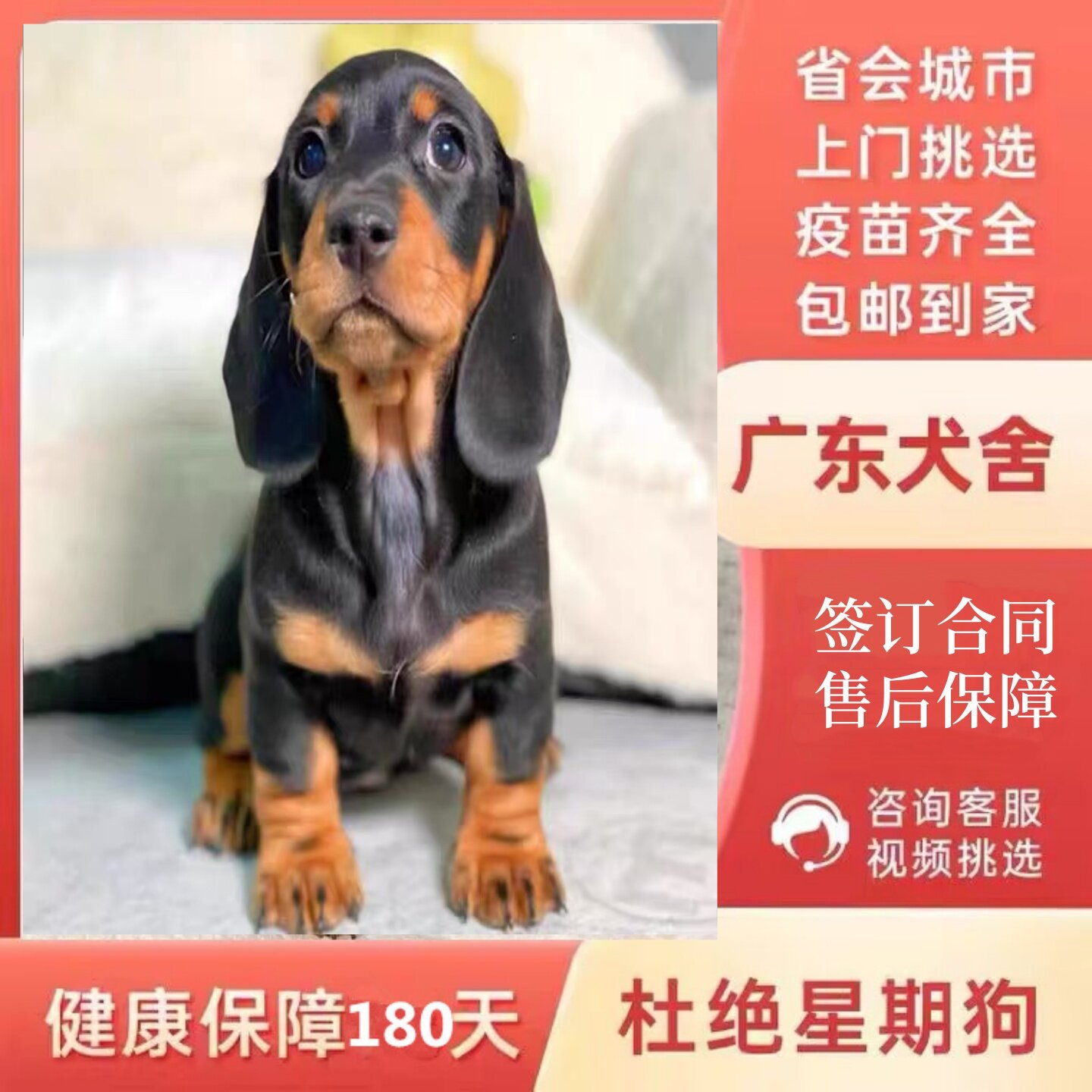 【中山犬舍】纯种腊肠犬幼犬长毛巧克力铁包金腊肠狗活体宠物狗