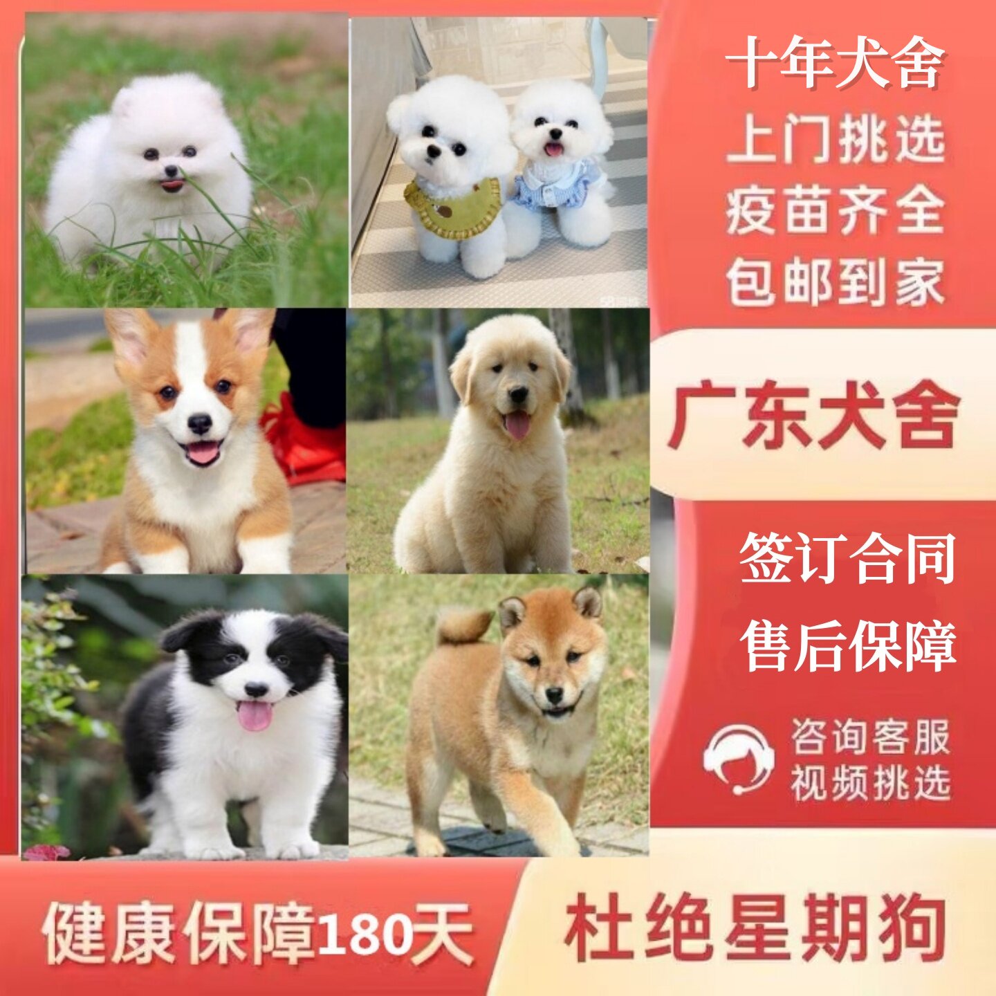 广州佛山犬舍纯种比熊泰迪博美雪纳瑞金毛边牧柴犬马尔泰柯基幼犬
