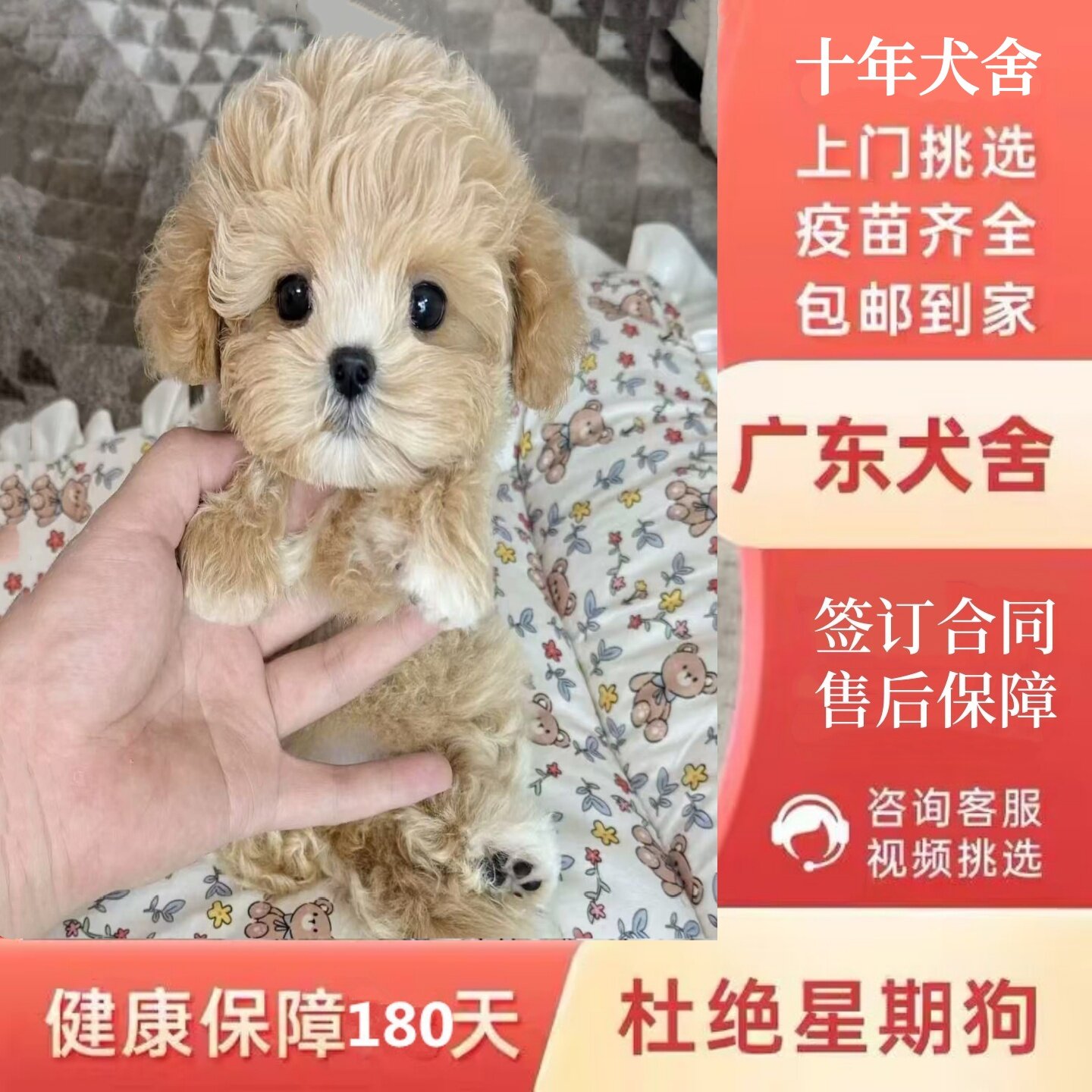 【广州佛山犬舍】纯种马尔泰幼犬韩系小体黄白花香槟色活体宠物狗
