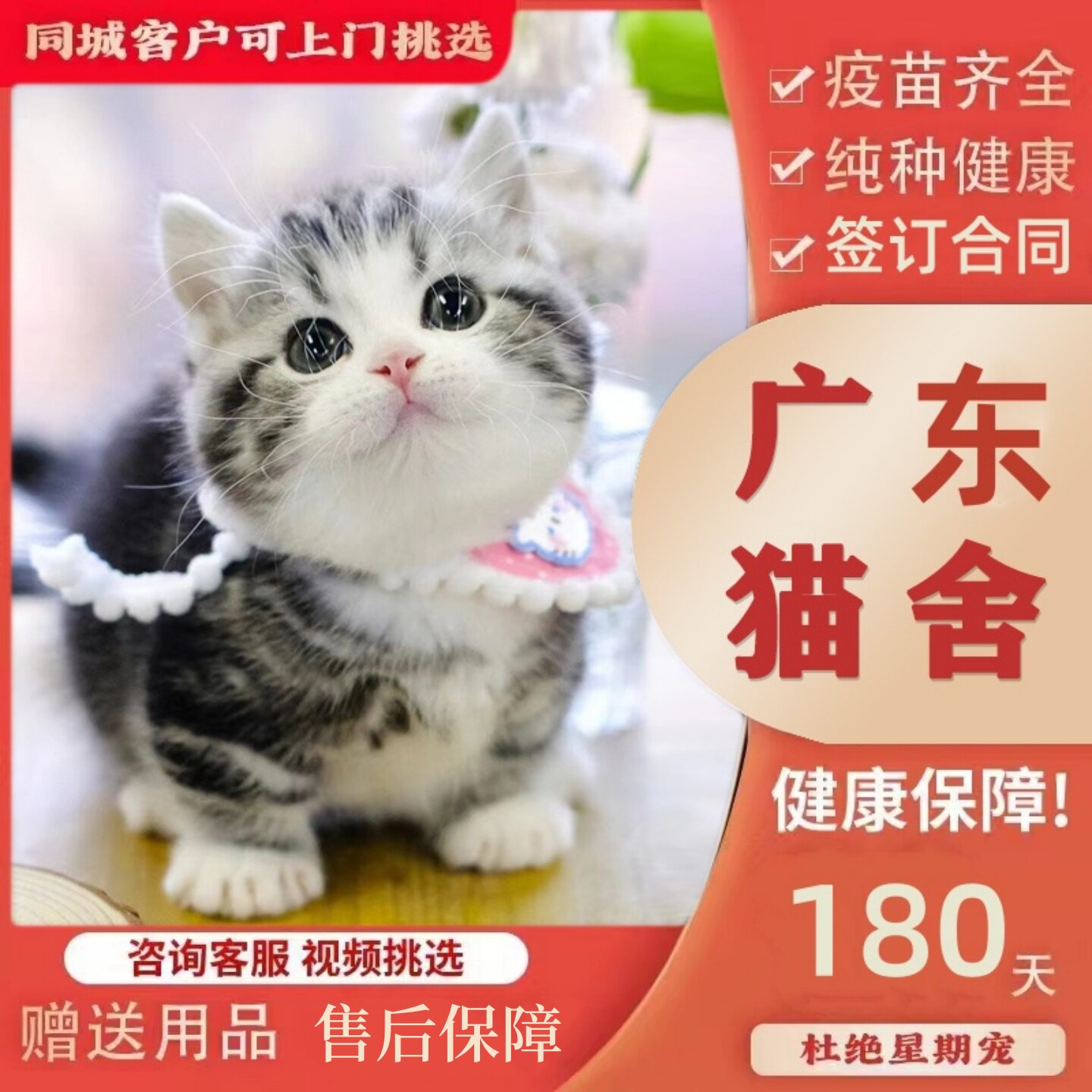 【广州佛山猫舍】纯种美短猫活体矮脚猫宠物猫咪美短加白起司猫