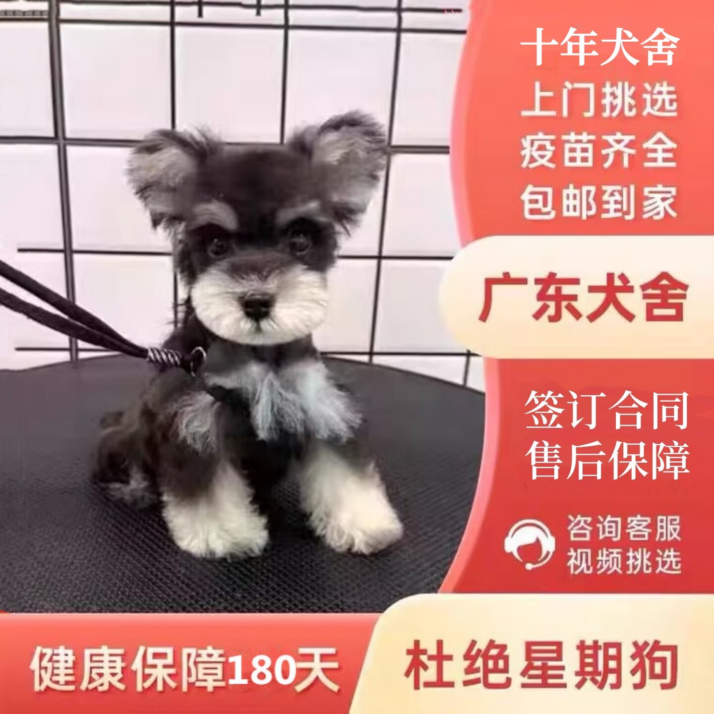 【广州佛山犬舍】纯种雪纳瑞幼犬迷你型活狗小体犬椒盐色宠物狗狗