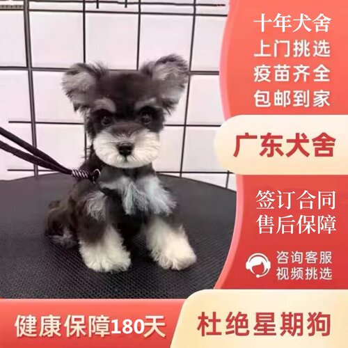 【广州佛山犬舍】纯种雪纳瑞幼犬迷你型活狗小体犬椒盐色宠物狗狗