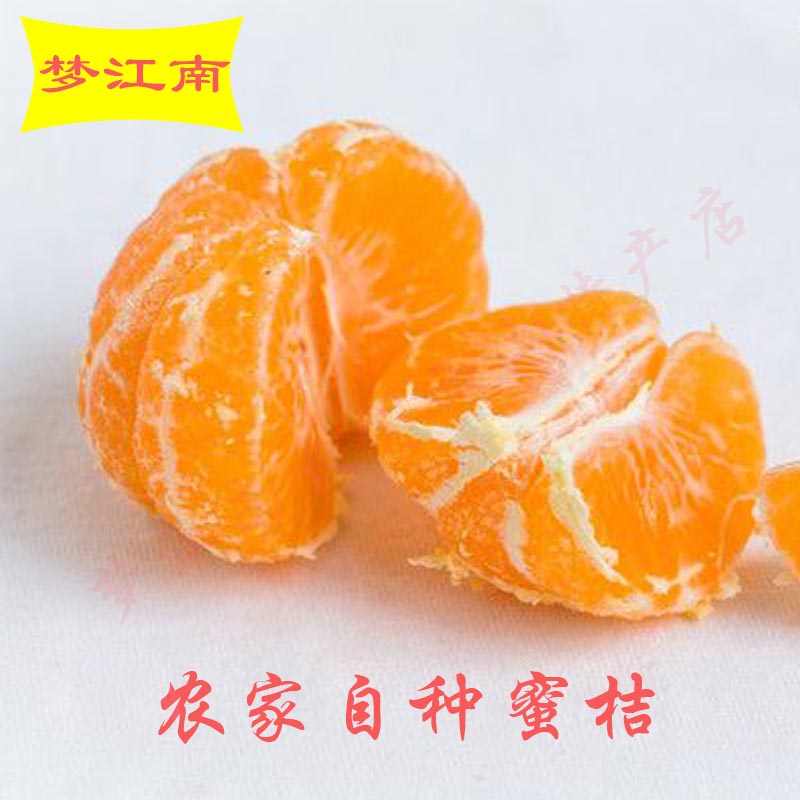 农家自种苏州西山桔子现摘水果