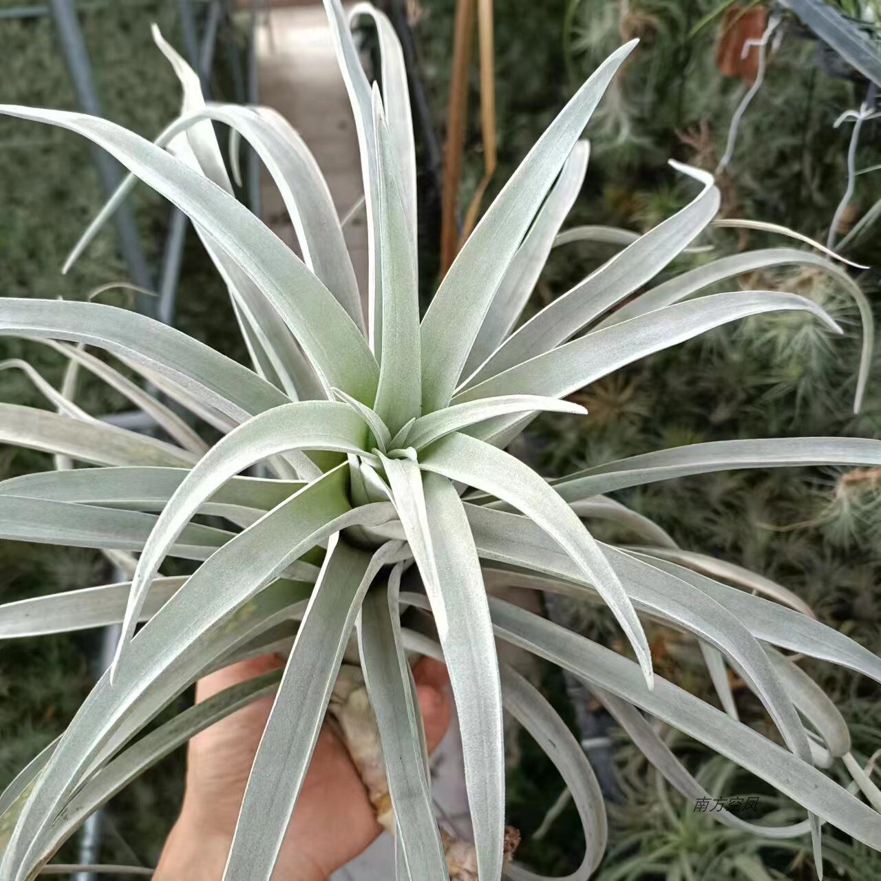 空气凤梨   巨型哈里斯成株  叶片超白 厚叶品种 无土懒人植物