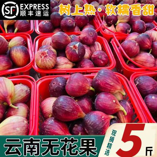 顺丰 新鲜红皮无花果5斤孕妇水果应当季大果青红皮鲜果非威海整箱