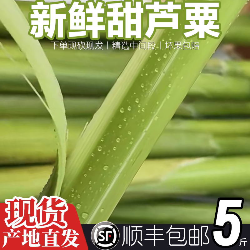 甜杆小甘蔗新鲜甜芦粟芦穄路基甜高粱杆芦稷甜梭甜高粱杆甘蔗 5斤