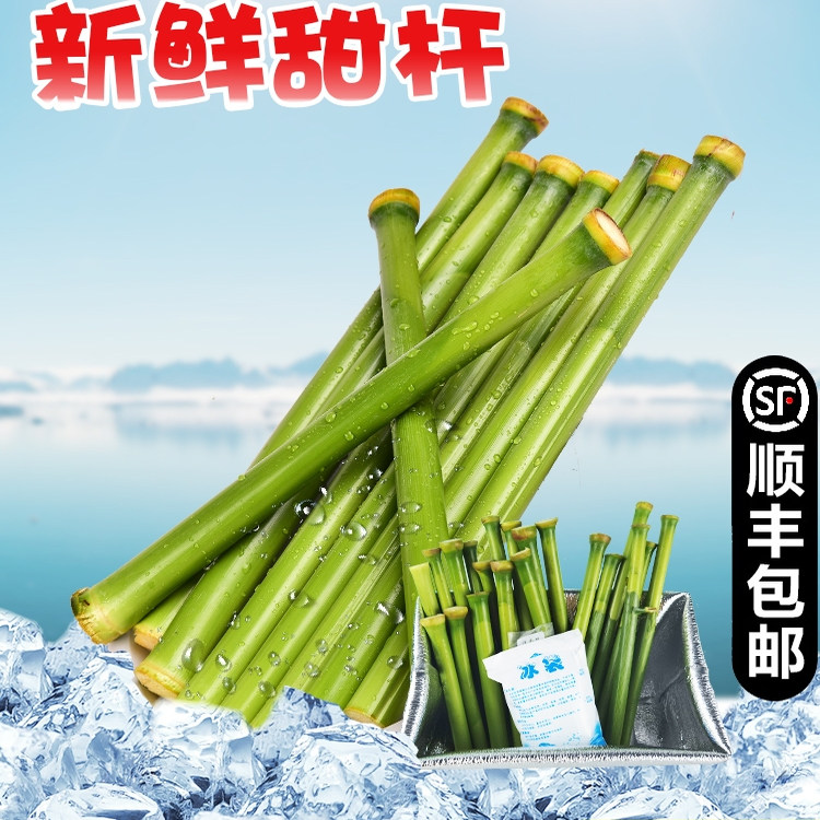 甜杆小甘蔗新鲜甜芦粟芦穄路基甜高粱杆芦稷甜梭甜高粱杆甘蔗5斤