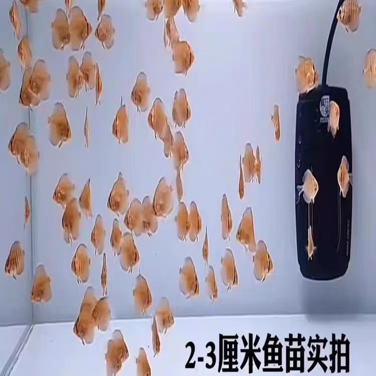 特价七彩神仙鱼苗2-5cm热带鱼