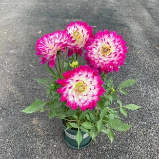 小丽花盆栽小丽菊花苗天竺葵牡丹大丽花开花植物庭院花卉观花植物