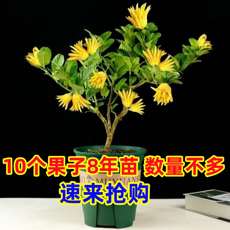 金佛手盆栽金华佛手树扶手佛手瓜千手观音佛手柑四季常青驱蚊浓香