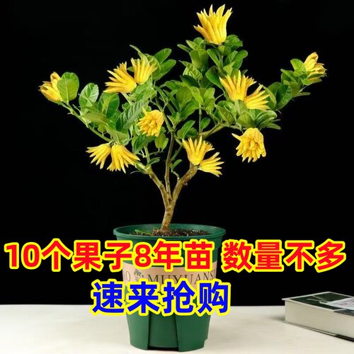 金佛手盆栽金华佛手树扶手