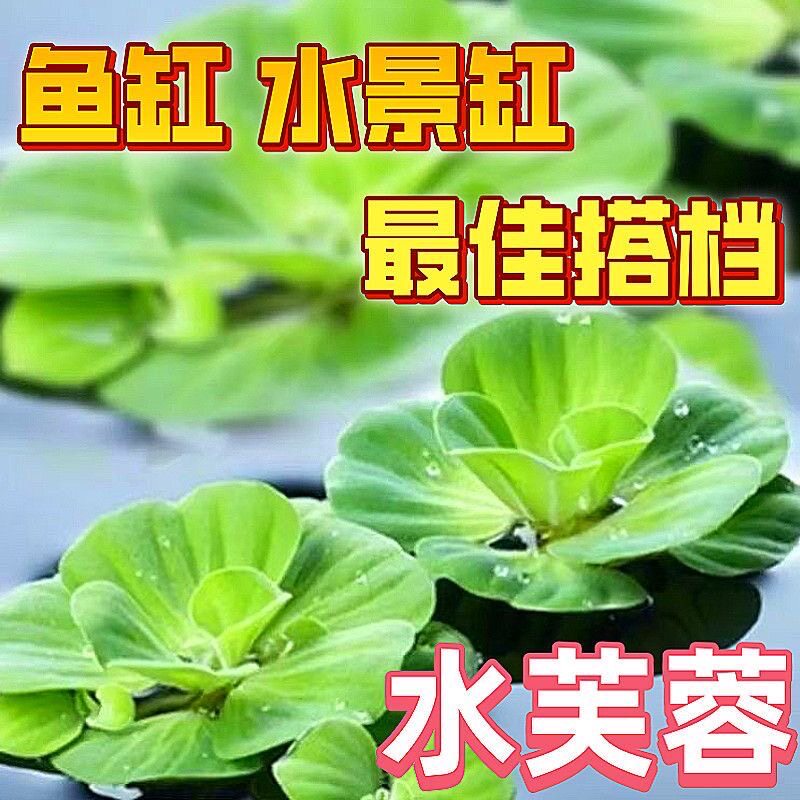 水浮莲水养草水芙蓉苗水生植物池塘鱼缸造景养殖净化水质水培花卉