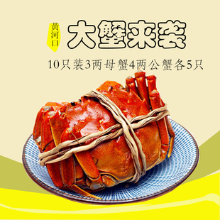 黄河口大闸蟹山东东营螃蟹3母4公礼盒装河蟹特大黄河口大闸蟹