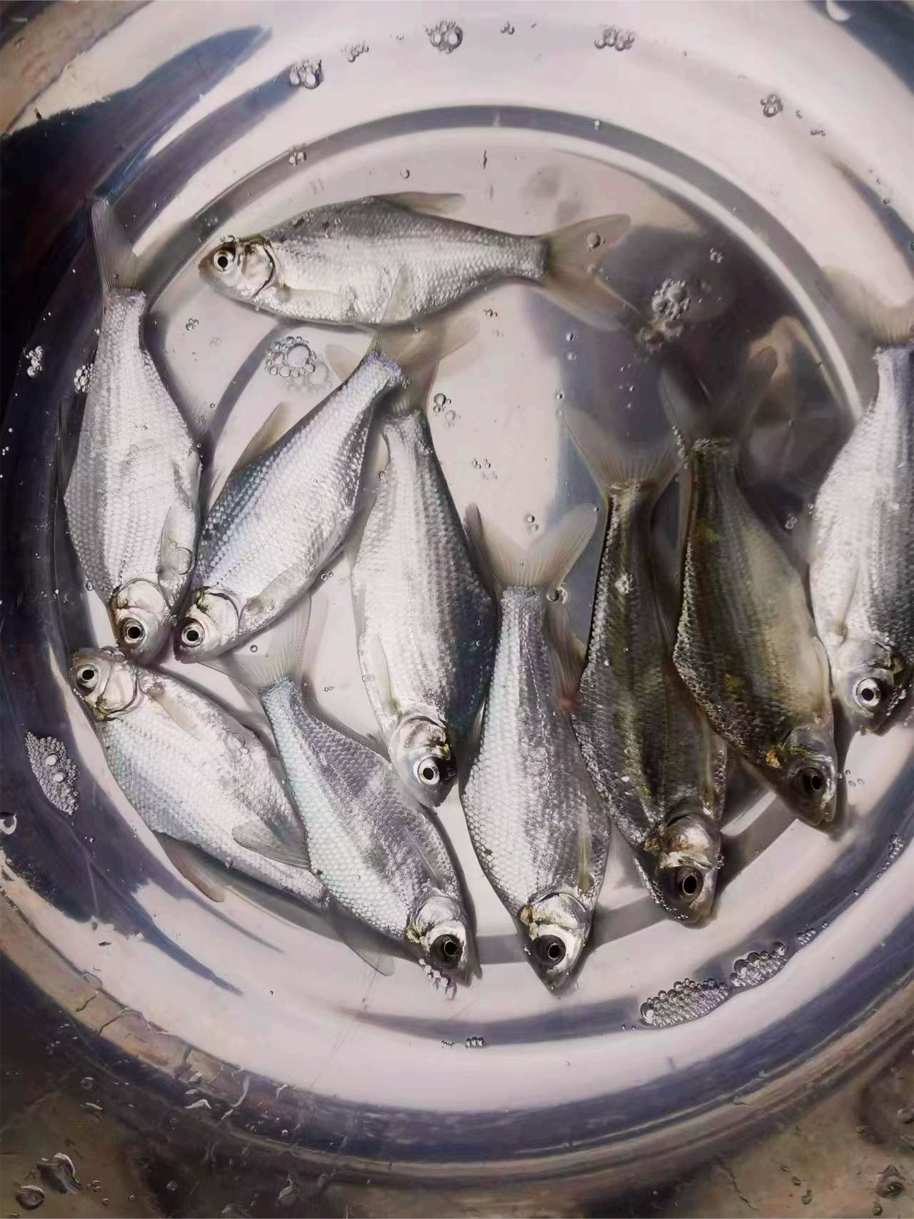 优质鳊鱼苗团头鳊杂交鳊鱼柳叶鳊长身鳊淡水四大家鱼苗包邮包活