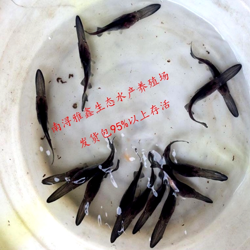 直供优质鸭嘴鱼苗淡水养殖