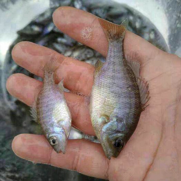 优质太阳鱼苗杂交太阳鱼金边太阳鱼苗淡水养殖小型路亚鱼包邮包活