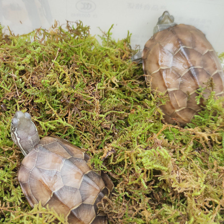 两栖动物养殖用干苔藓垫材乌龟蜥蜴爬虫宠物冬眠孵化铺窝保湿水草,鲜花速递/花卉仿真/绿植园艺,其它园艺用品,淘宝优惠券,粉丝福利购,淘宝优惠卷