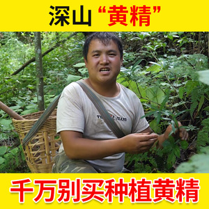 特级黄精500g药材包邮九制油黄精茶九蒸九晒质肉头辟谷非九华山