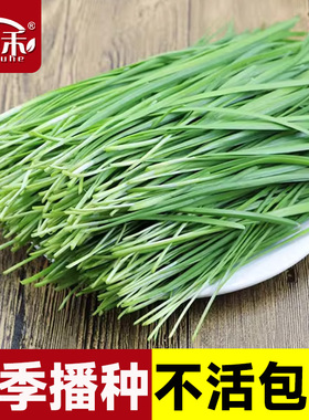 韭菜种子种籽子苗菲菜红根四季根苗紫根菜籽蔬菜孑籽种小叶宽叶根